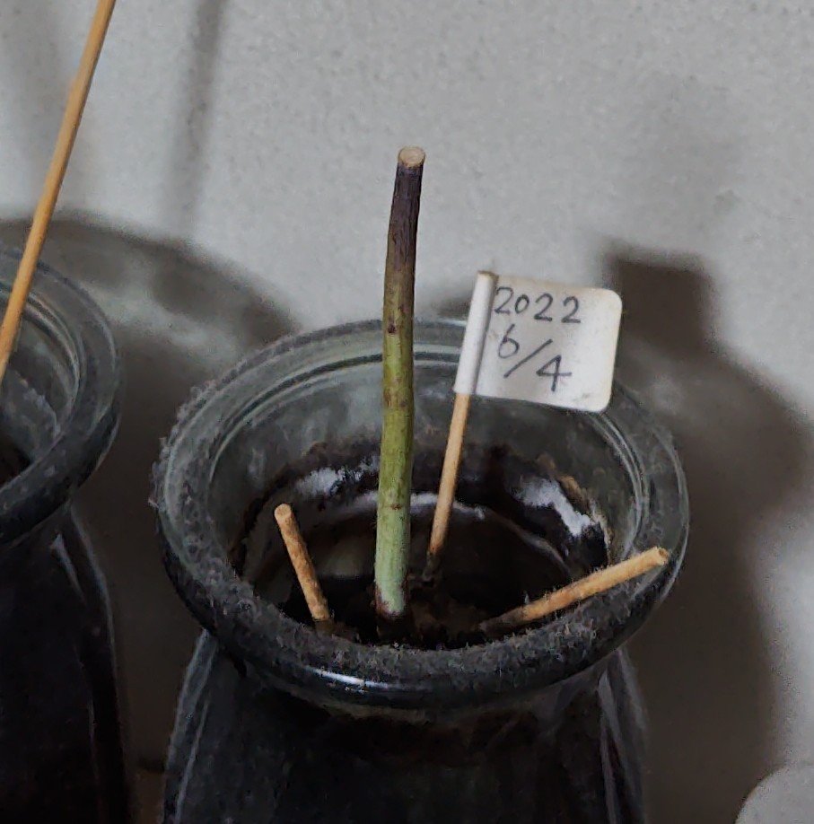 ガラス花瓶/DAISO/その他を使ったクチコミ（1枚目）