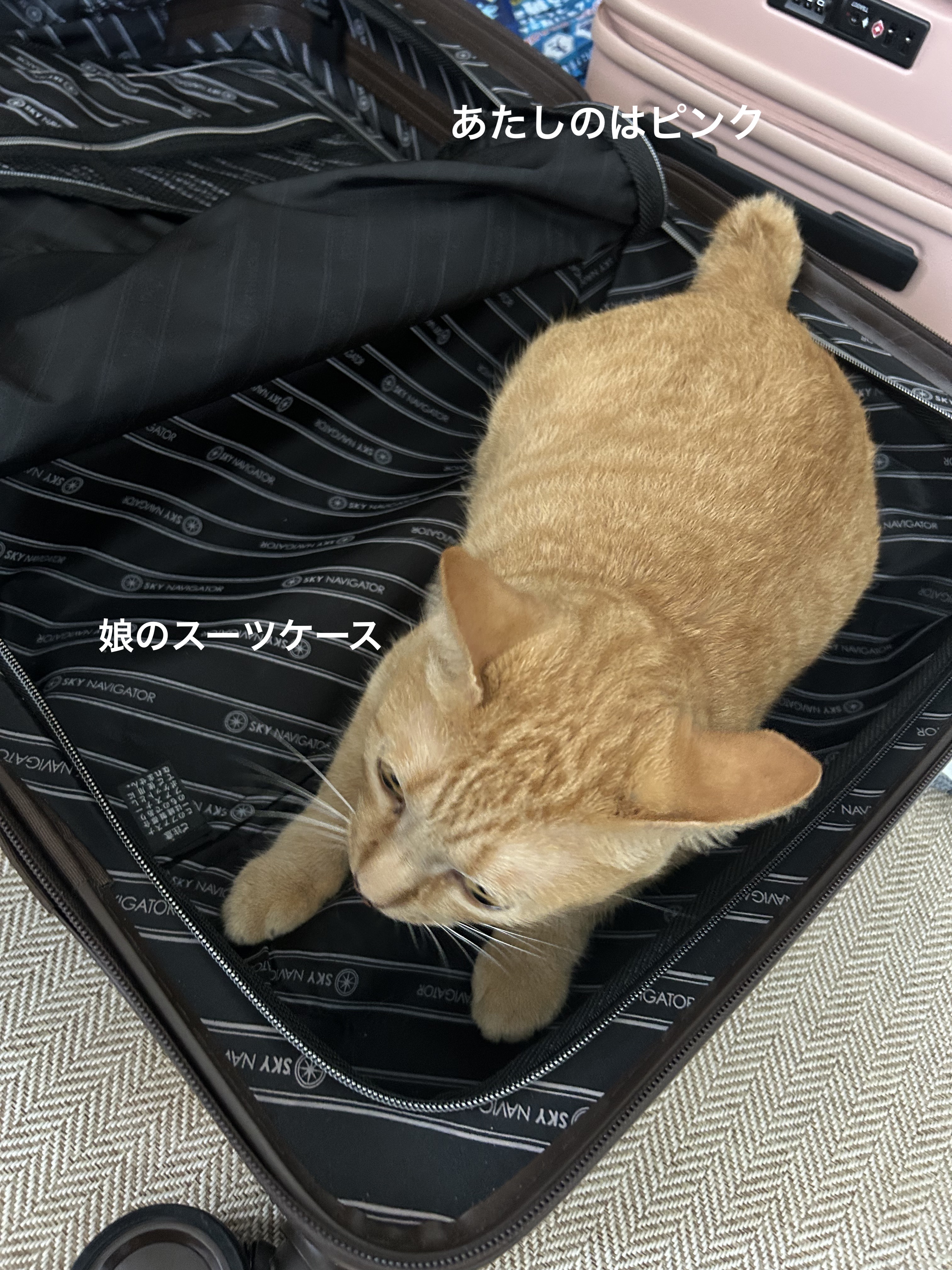 アポスティークリーム(医薬品)/アポスティー/その他を使ったクチコミ（3枚目）