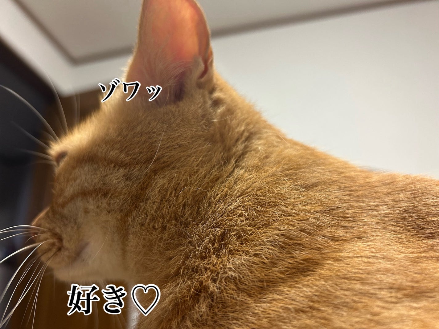 イロハ インティメートウォッシュ フォームタイプ スウィートシトラスの香り/iroha INTIMATE CARE/デリケートゾーンケアを使ったクチコミ(4枚目)