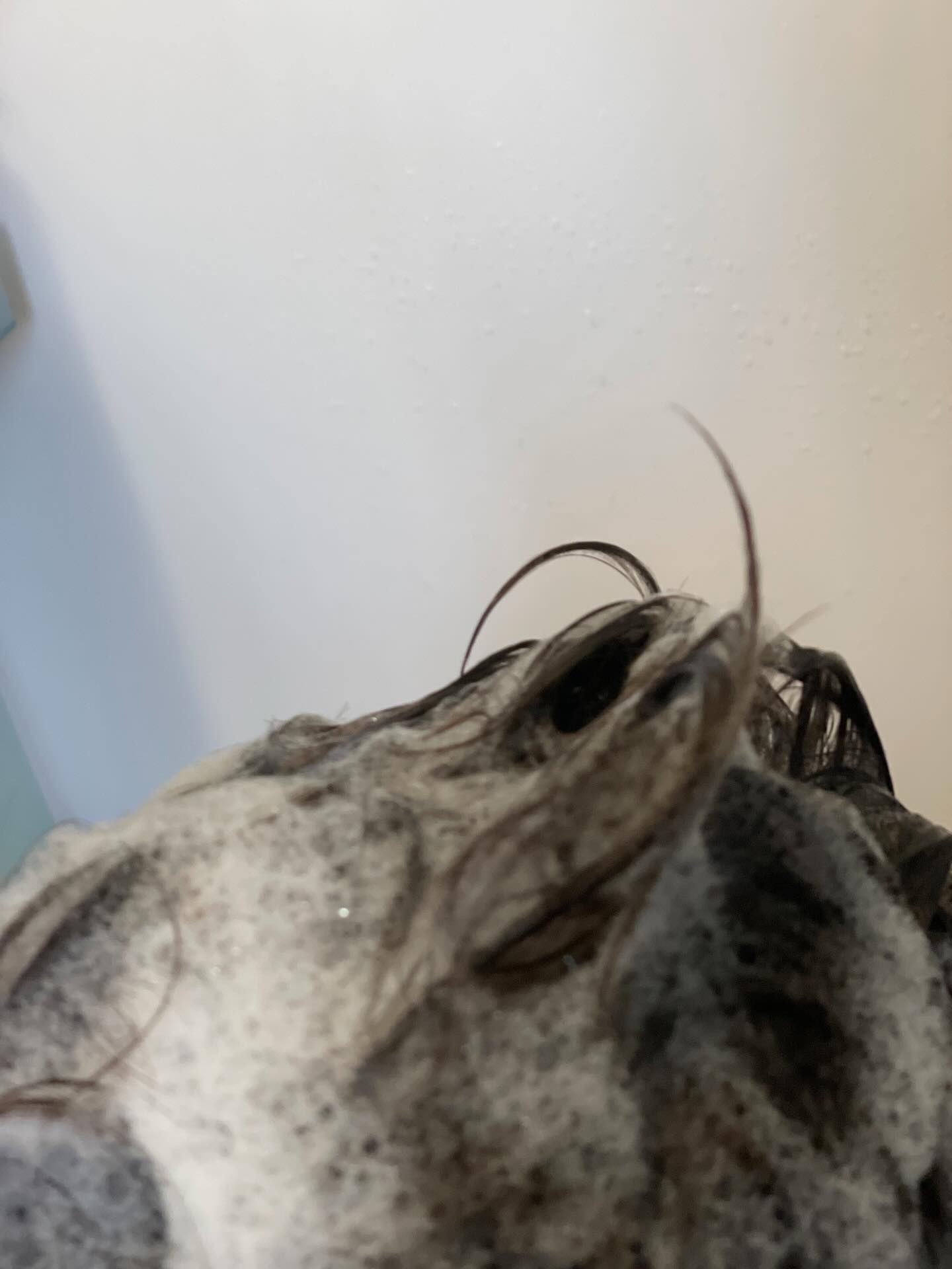 リポ ラボ ケラチンセラム ジェルモイスト シャンプー /トリートメントスリークリペア＊/LIPO　LABO/市販シャンプーを使ったクチコミ（3枚目）