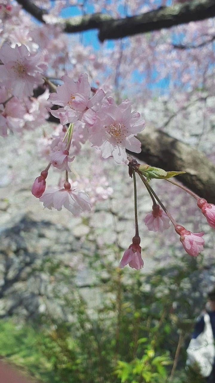 髪硬ããJ Dð§ on LIPS ãããã«ã¡ã¯ãããã°ãã髪硬ããJKã§ãïŒä»åã¯ã鿬 ã§ã坿ã..ãïŒ1æç®ïŒ