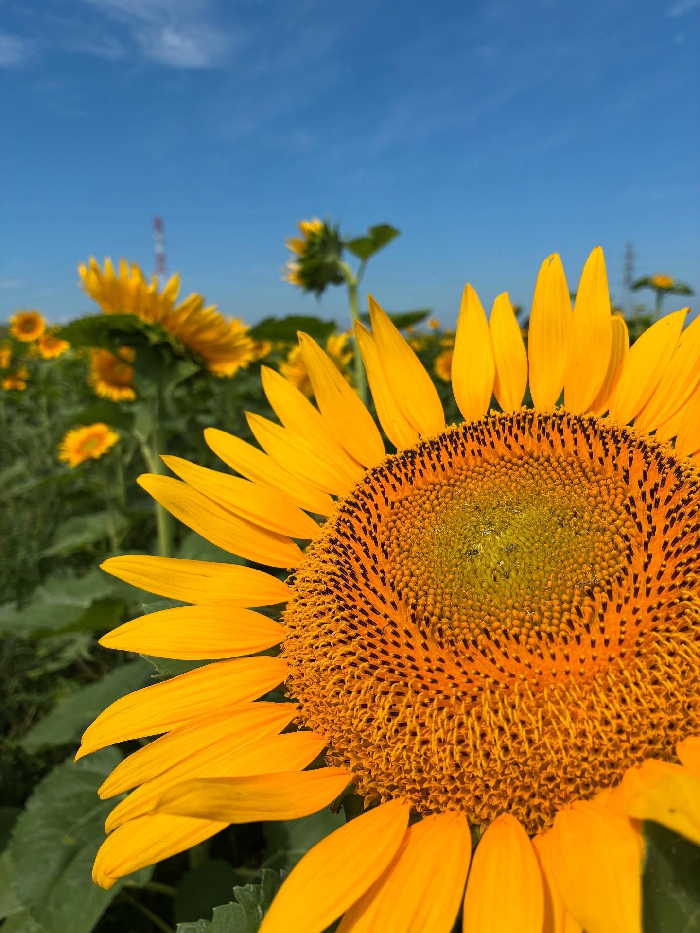 ブレミッシュバルム/シュラメック/BBクリームを使ったクチコミ（3枚目）