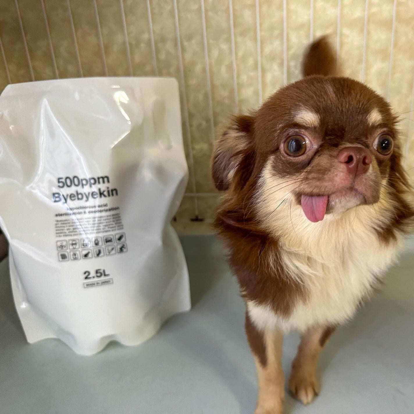 茶々丸 on LIPS 「ꕥ✼••┈┈┈┈••✼••┈┈┈┈••✼˗ˏˋ次亜塩素酸水バイ..」(3枚目)