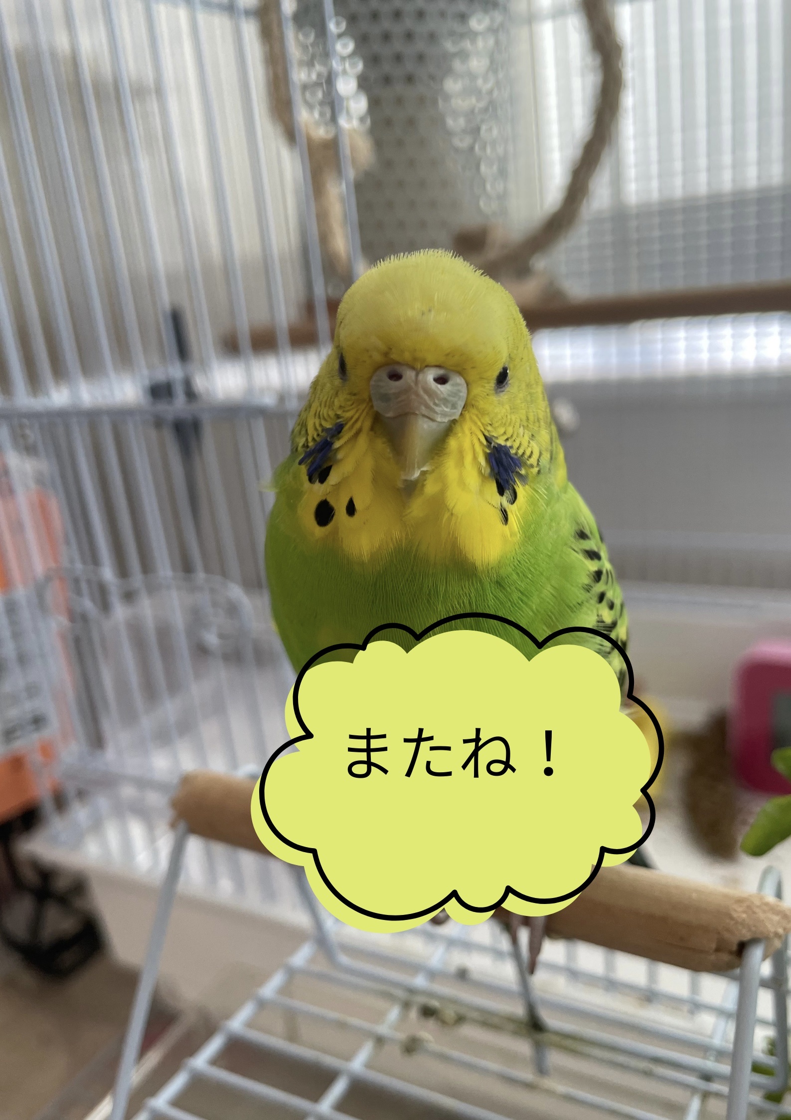 フェイスアイパレット/CEZANNE/アイシャドウを使ったクチコミ（3枚目）