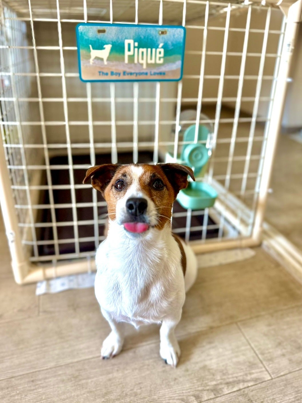 KYC★フォロバ120% on LIPS 「..世界にひとつだけ❣️愛犬専用オリジナルペットカートプレート..」(2枚目)