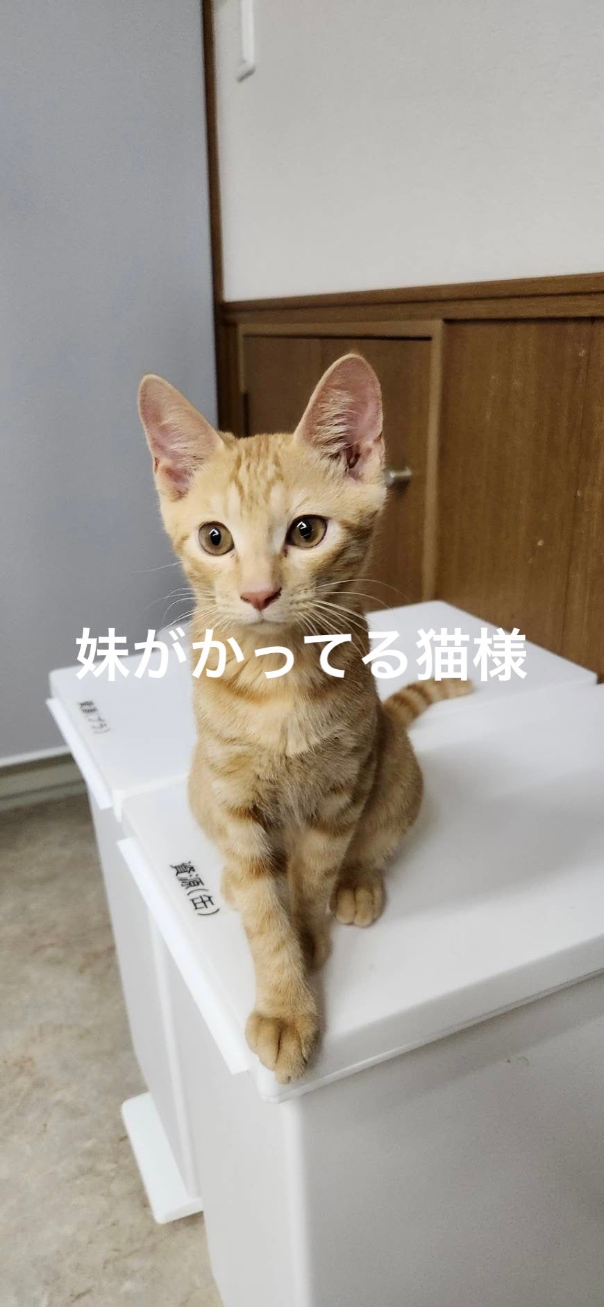 ゆみこさん on LIPS 「セルフネイル💅秋っぽくオレンジ茶色にしたい🍁オレンジ強かったw..」(5枚目)