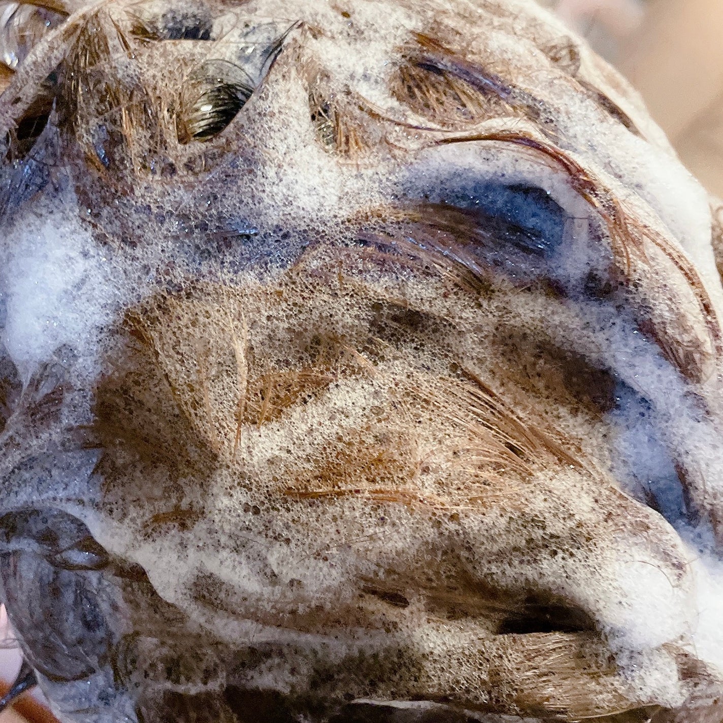 リポ ラボ ケラチンセラム ジェルモイスト シャンプー /トリートメントスリークリペア*/LIPO LABO/市販シャンプーを使ったクチコミ(9枚目)