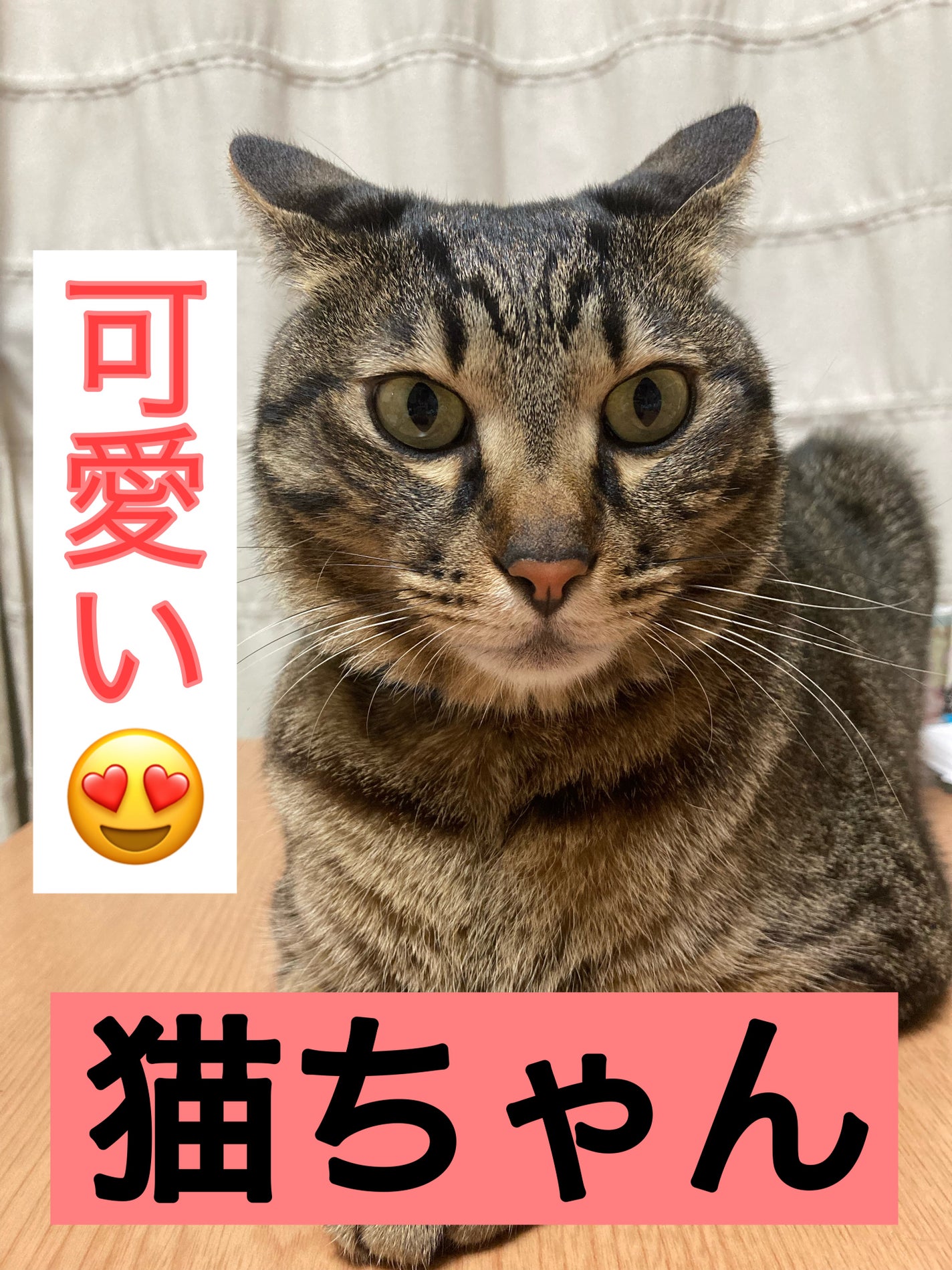 マメ on LIPS 「#猫この子は私が飼っている猫ちゃんです🐈とって可愛いです。もう..」(1枚目)