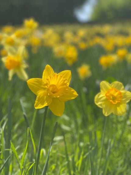 aina☺︎フォロバ on LIPS 「ダイエット頑張る😤💪..」(1枚目)