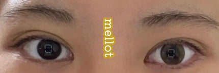 melotte 1day パールリング/melotte/ワンデー(1DAY)カラコンの画像