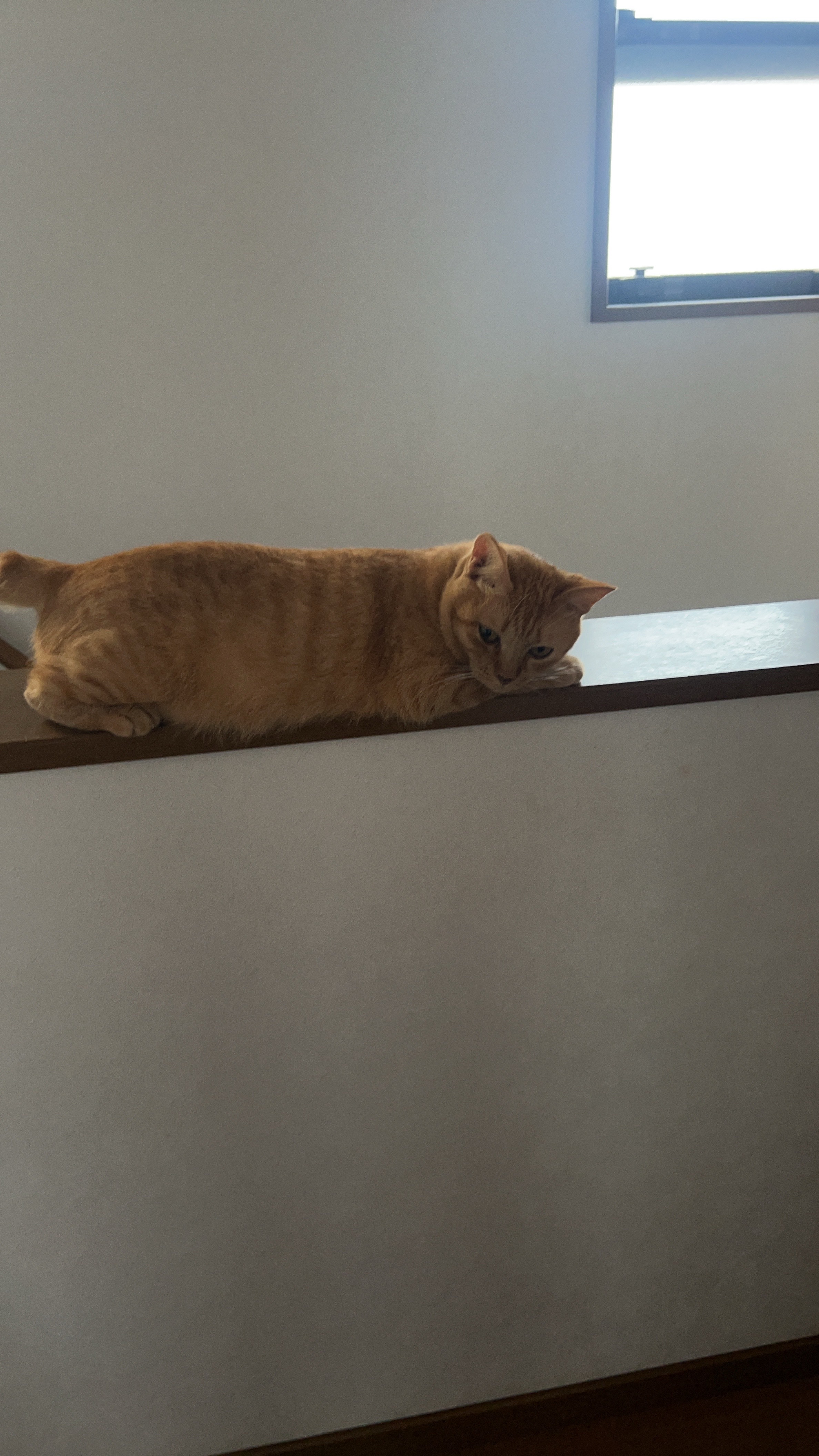 POCKET WET/ISDG 医食同源ドットコム/その他を使ったクチコミ（2枚目）