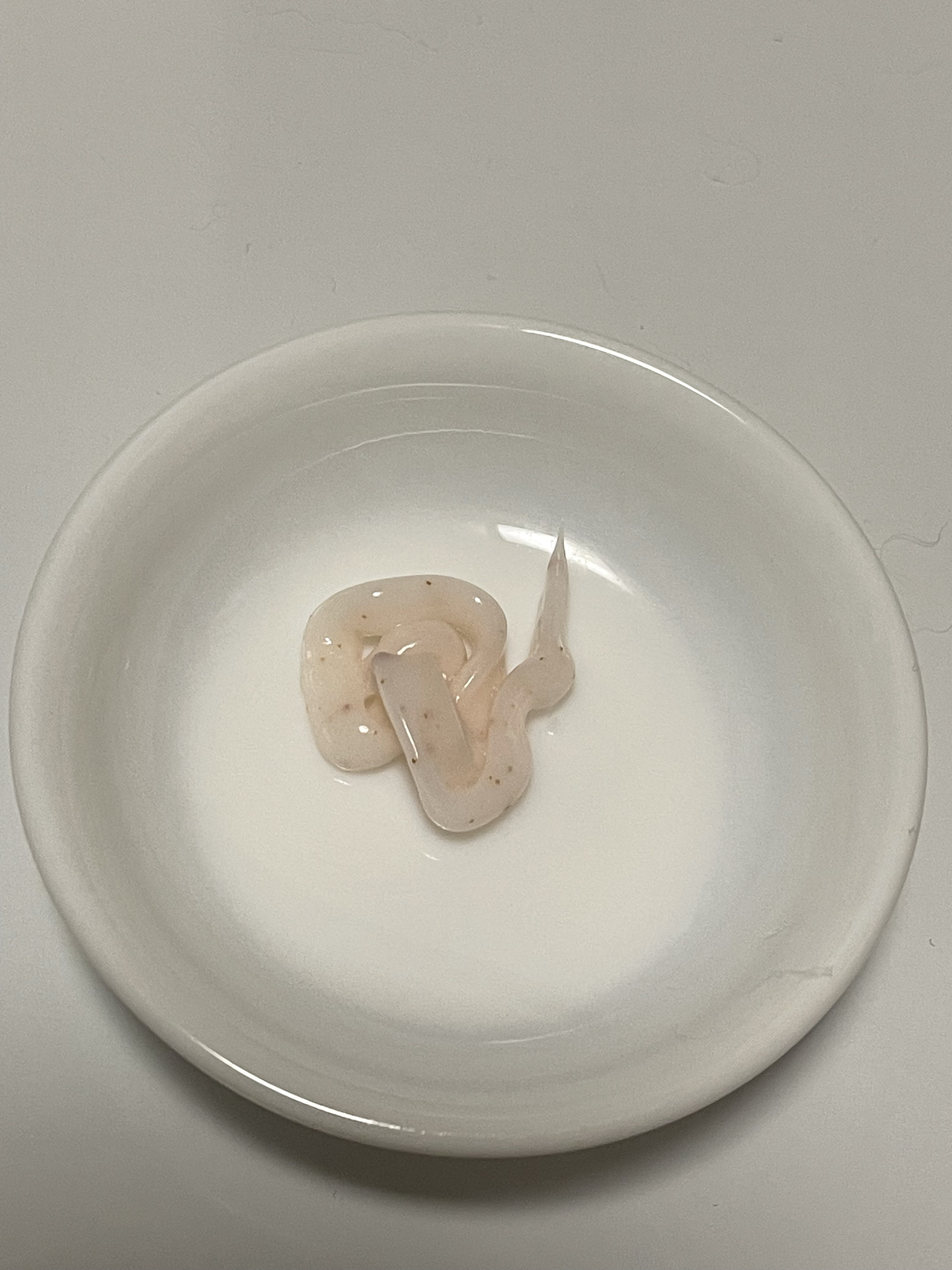 レチスパクリームシャンプー/レチスパ/市販シャンプーを使ったクチコミ（3枚目）