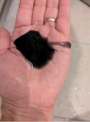 SILK THE RICH スカルプ&リペア シャンプー・トリートメント/SILK THE RICH/市販シャンプーを使ったクチコミ（2枚目）