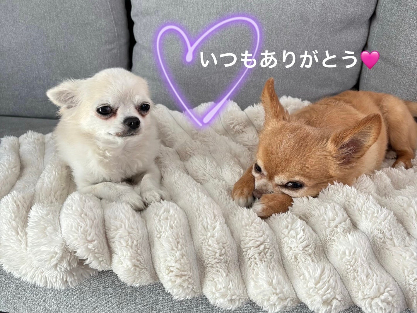 カラフルネイルズ/キャンメイク/マニキュアを使ったクチコミ(8枚目)