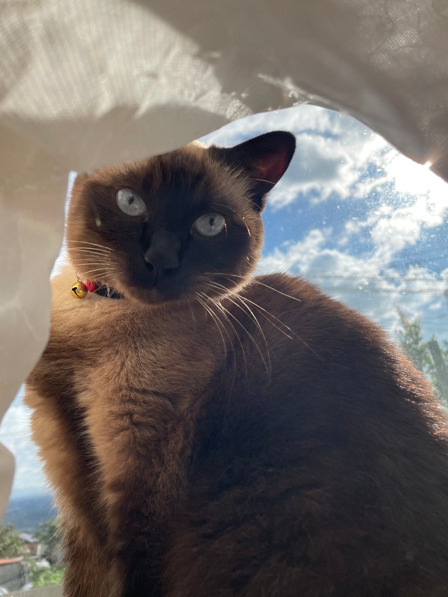 りょう@備忘録用に再開 on LIPS 「あけましておめでとうございます🌅⛩今年もマイペースにレビューし..」(1枚目)