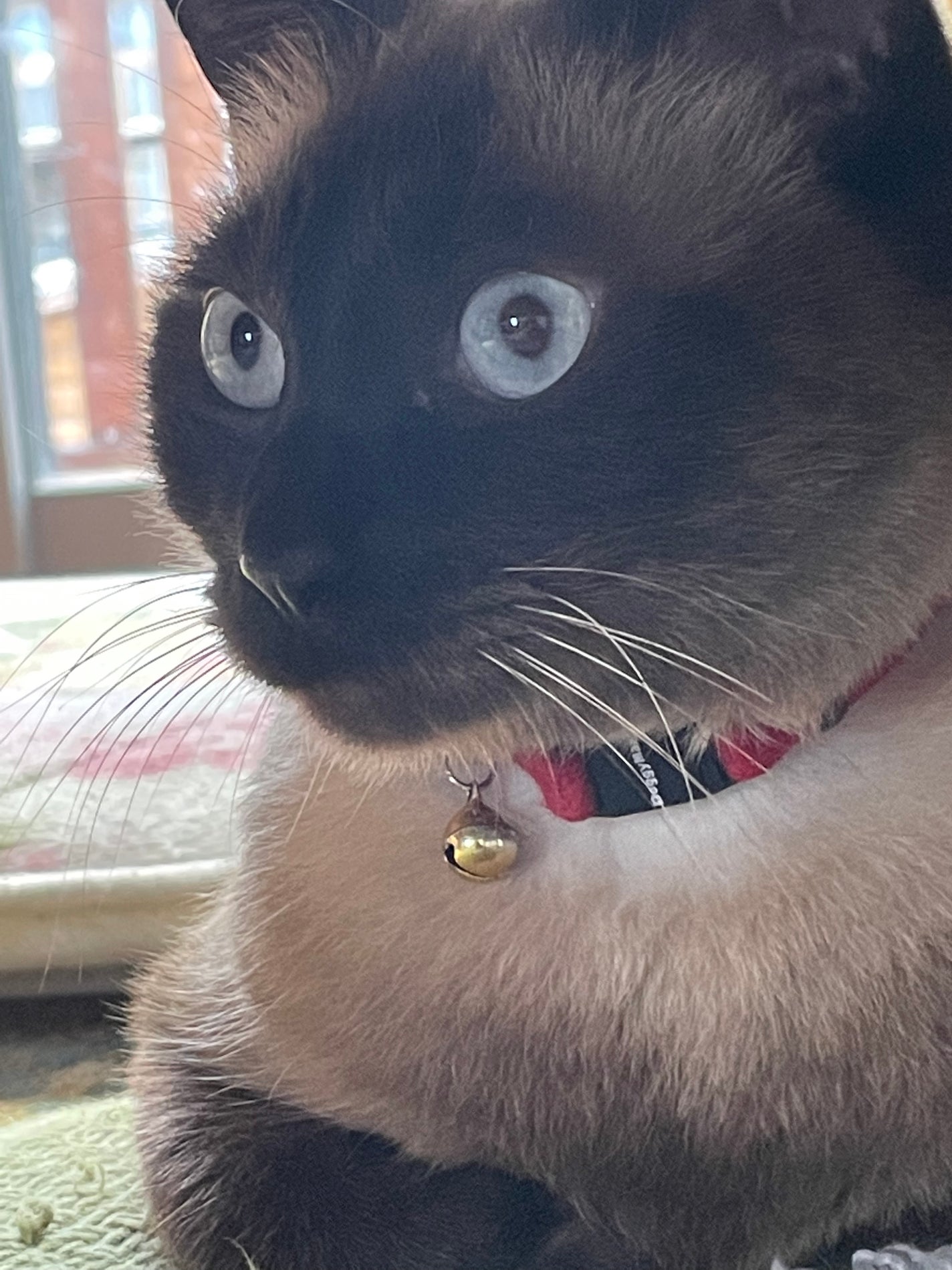 りょう@備忘録用に再開 on LIPS 「あけましておめでとうございます🌅⛩今年もマイペースにレビューし..」(2枚目)