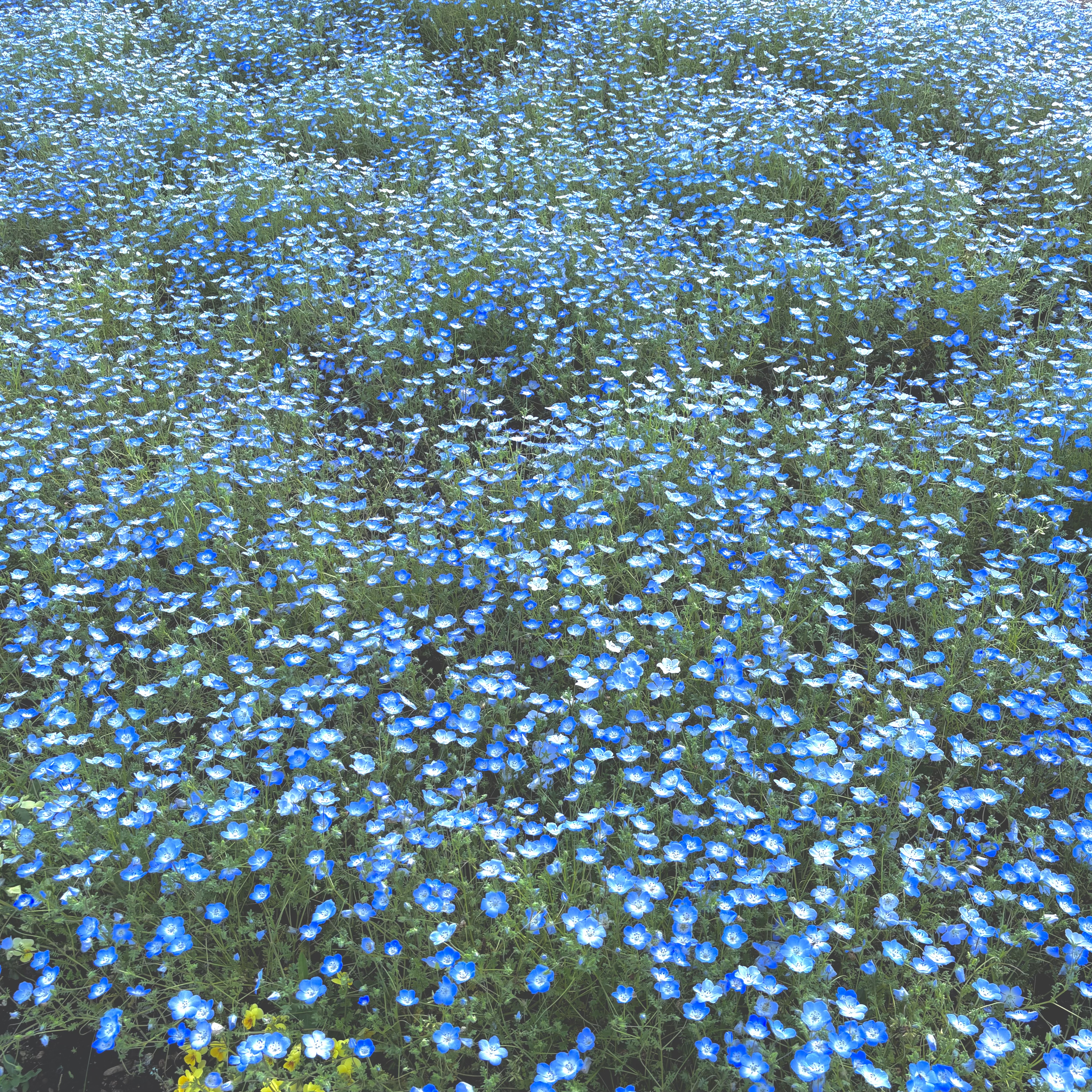 ジェントルリペア モイストシャンプー／トリートメント 1DAYトライアル12mL+12mL/WITH BEAUTY/市販シャンプーを使ったクチコミ（1枚目）