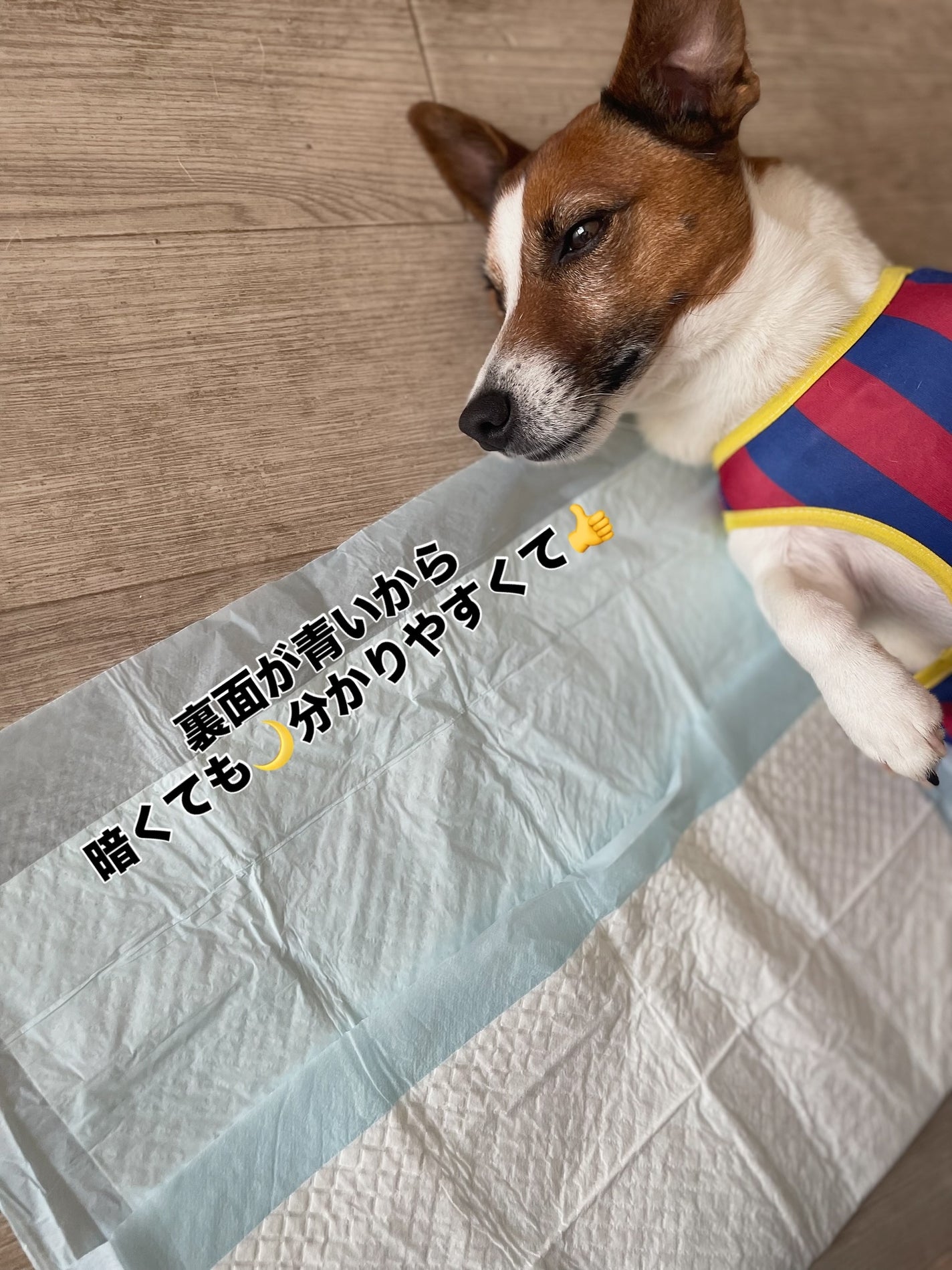 KYC★フォロバ120% on LIPS 「🐶✨【KINALEO(キナレオ)ペットシーツ】✨🐾いつもはレギ..」(5枚目)