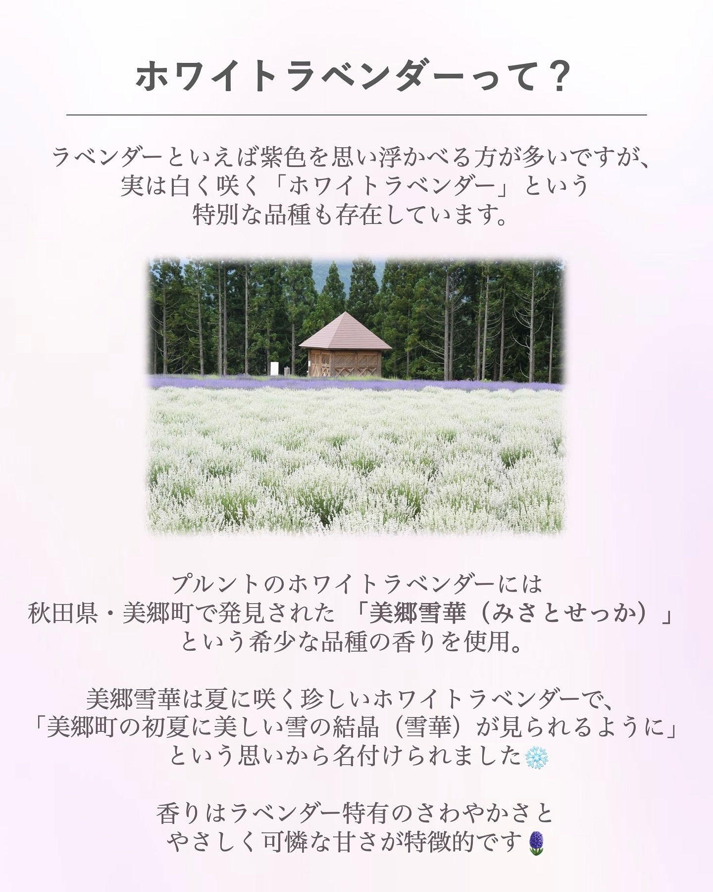 プルント　リライトペアセット　ホワイトラベンダー/Purunt./シャンプー・コンディショナーを使ったクチコミ（3枚目）