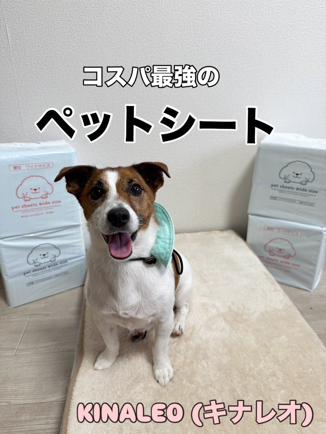 KYC★フォロバ120% on LIPS 「🐶✨【KINALEO(キナレオ)ペットシーツ】✨🐾いつもはレギ..」(1枚目)