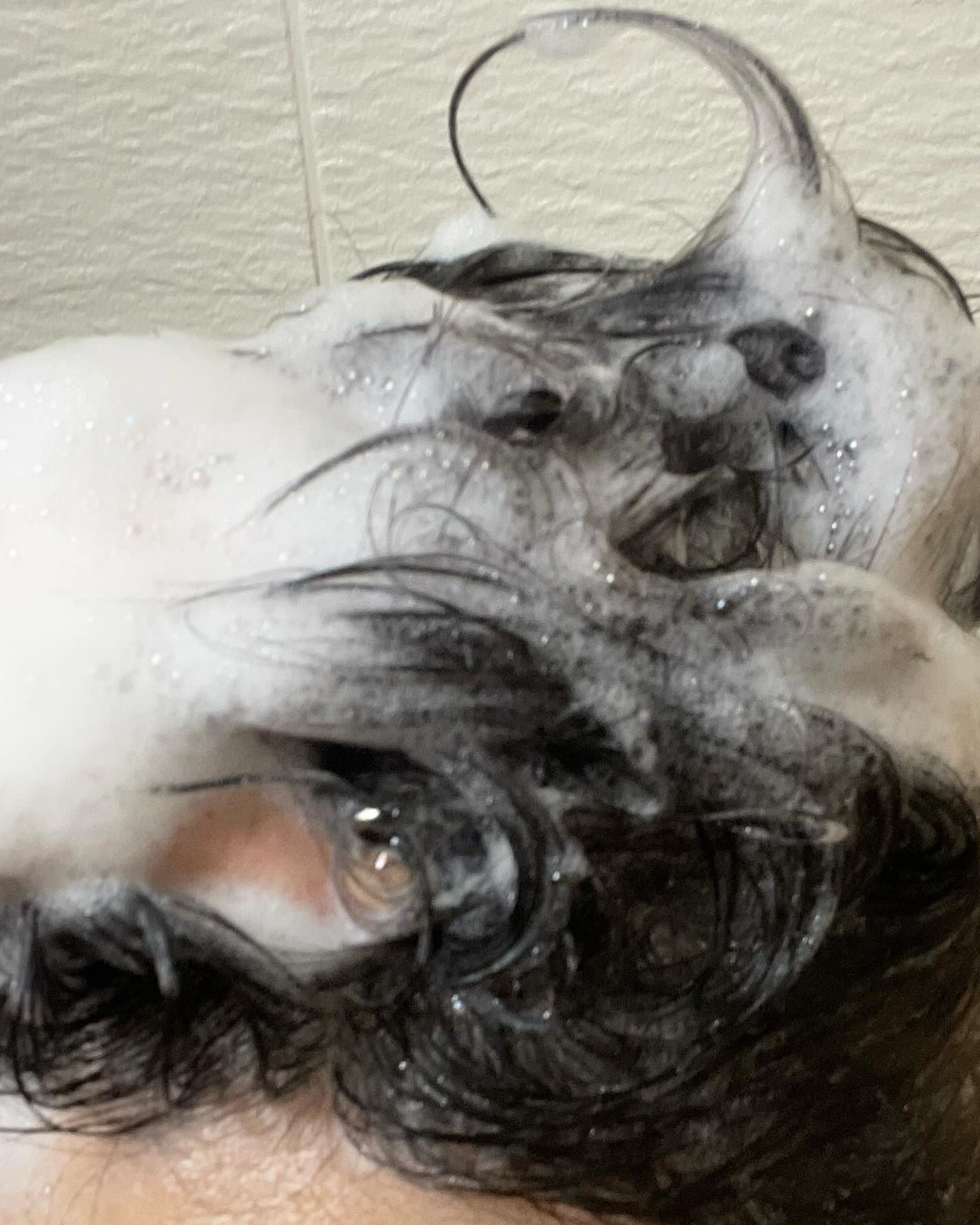 スカルプD ボーテ スカルプシャンプー/トリートメントパック ボリューム クール/アンファー(スカルプD)/市販シャンプーを使ったクチコミ(6枚目)