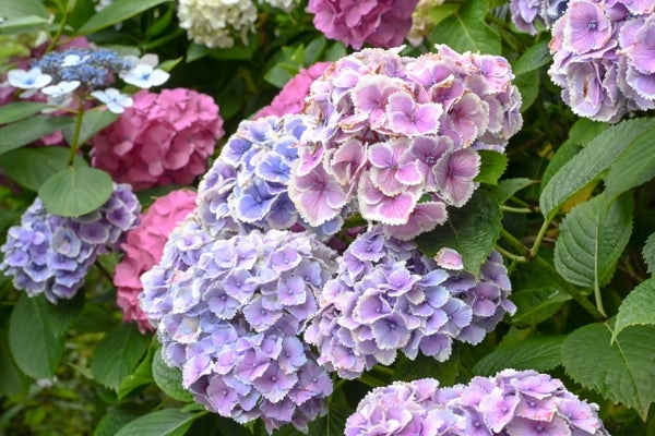 紫陽花