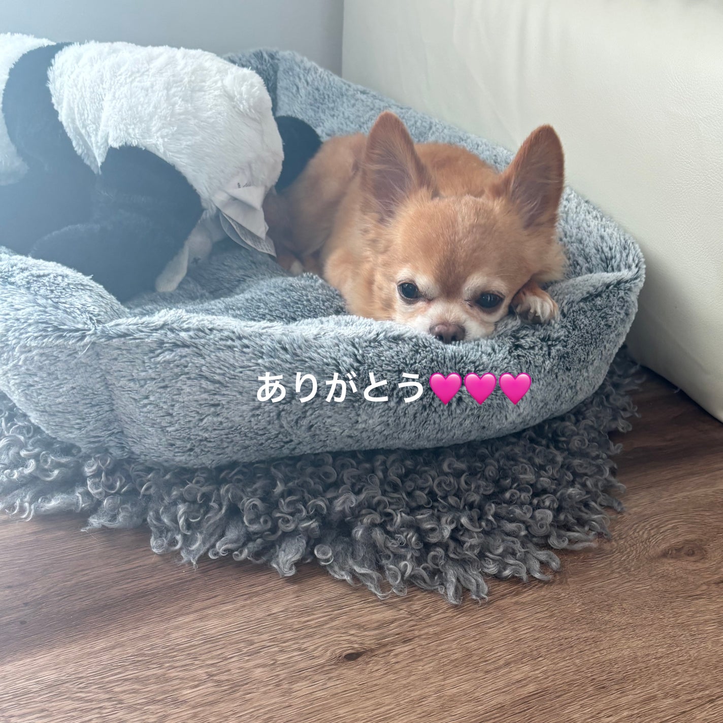 ラミナリア コラーゲンファーミングマスク/ShionLe/シートマスク・パックを使ったクチコミ(5枚目)