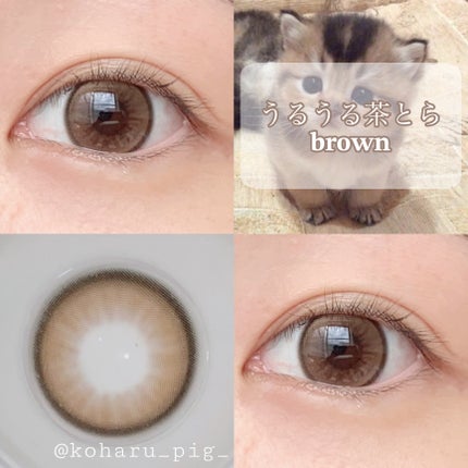 secret tint/OLENS/1ヶ月(1MONTH)カラコンを使ったクチコミ(1枚目)