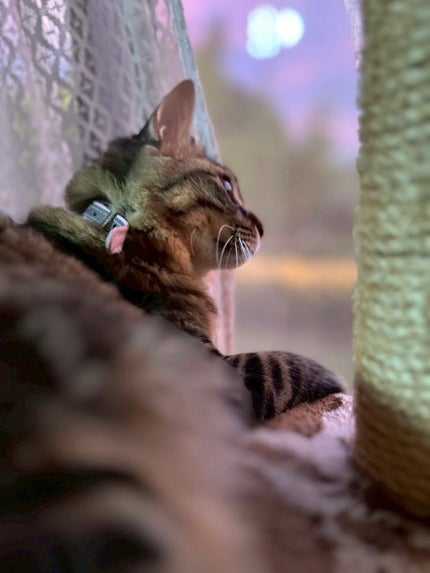 AZケア クレンジングオイル/VT/オイルクレンジングを使ったクチコミ(8枚目)