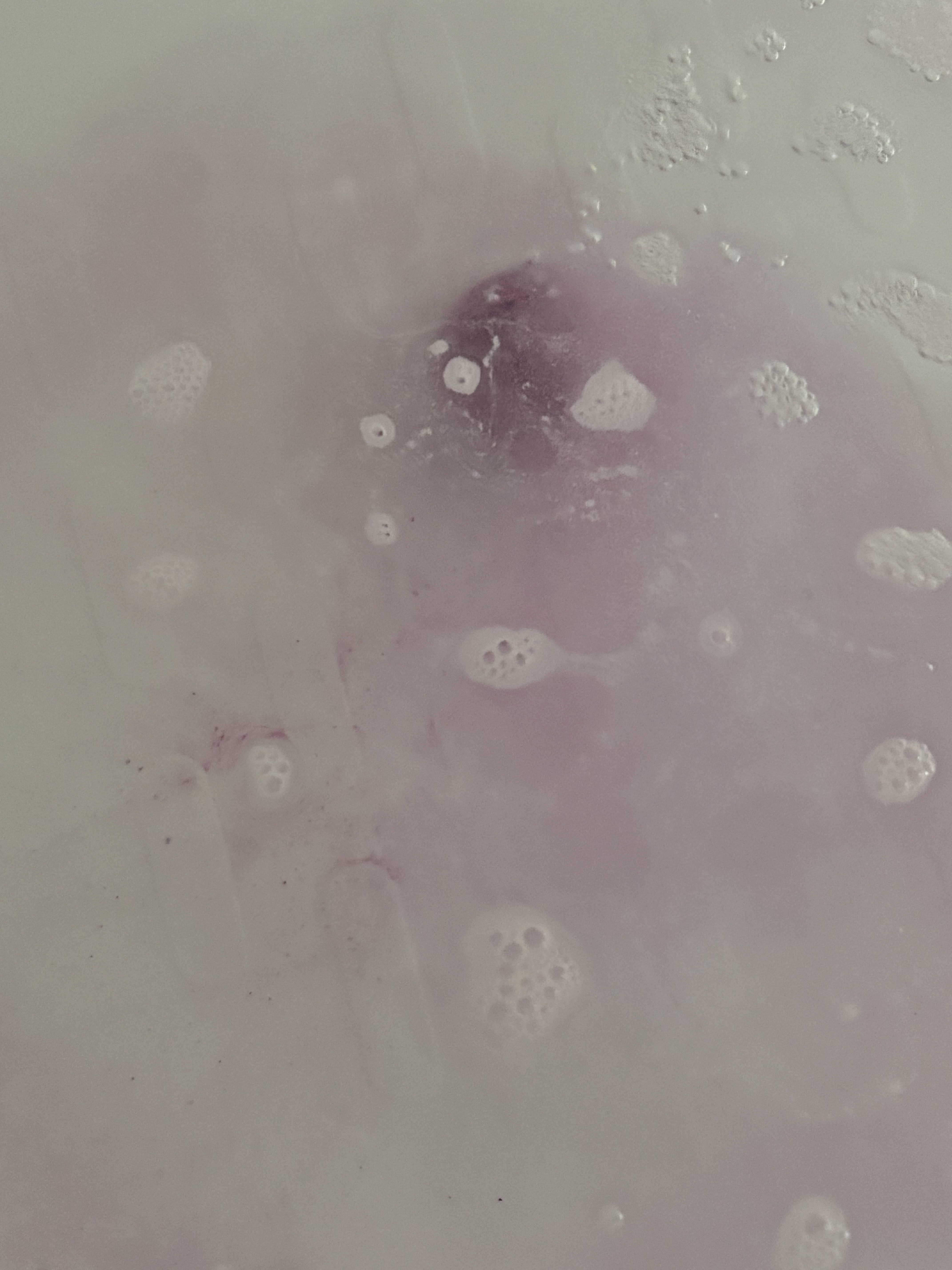 レリシア バスボム〈入浴剤〉bm1/Relysia/バスグッズを使ったクチコミ（3枚目）