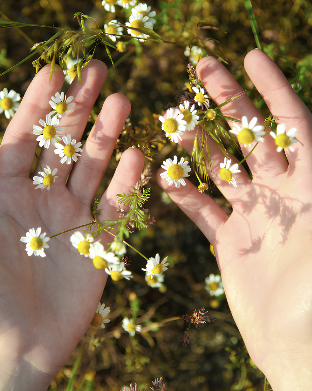 ハンド＆ネイルクリーム クラシック 3OML ミニ/カミール/ハンドクリームを使ったクチコミ（1枚目）