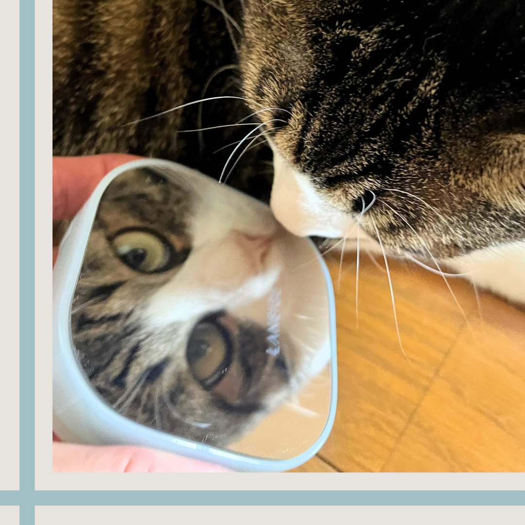 ã©ããŒãžã¥ ããªã¯ãã·ã§ã³ ãã¥ã€ â/LANEIGE/ã¯ãã·ã§ã³ãã¡ã³ããŒã·ã§ã³ã䜿ã£ãã¯ãã³ãïŒ2æç®ïŒ