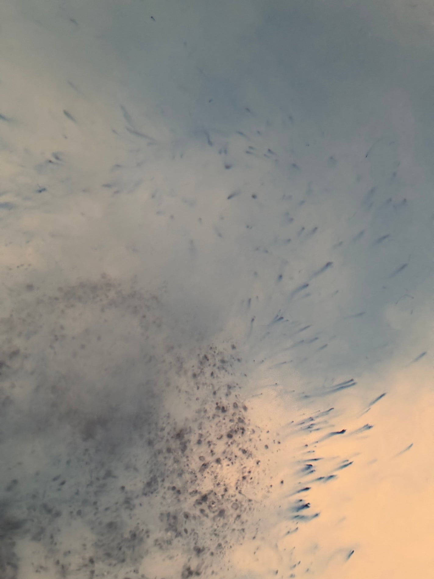 ã¯ãã€ã ã°ãŒãããã ãã¹ãœã«ã ãããïŒãã¬ãªã¢ã³ã®éŠã/ã¯ãã€ã/ç¡æ©å¡©ç³»å
¥æµŽå€ã䜿ã£ãã¯ãã³ãïŒ4æç®ïŒ