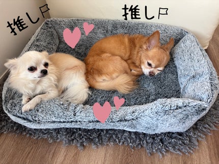 ぷぅぴぃ《紫コス部💜💗》 on LIPS 「コスメと関係なくて申し訳ないですが(。>人<)2025年10月..」(5枚目)