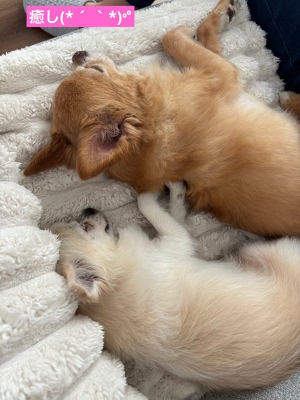 ぷぅぴぃ《紫コス部💜💗》 on LIPS 「コスメと関係なくて申し訳ないですが(。>人<)2025年10月..」(7枚目)