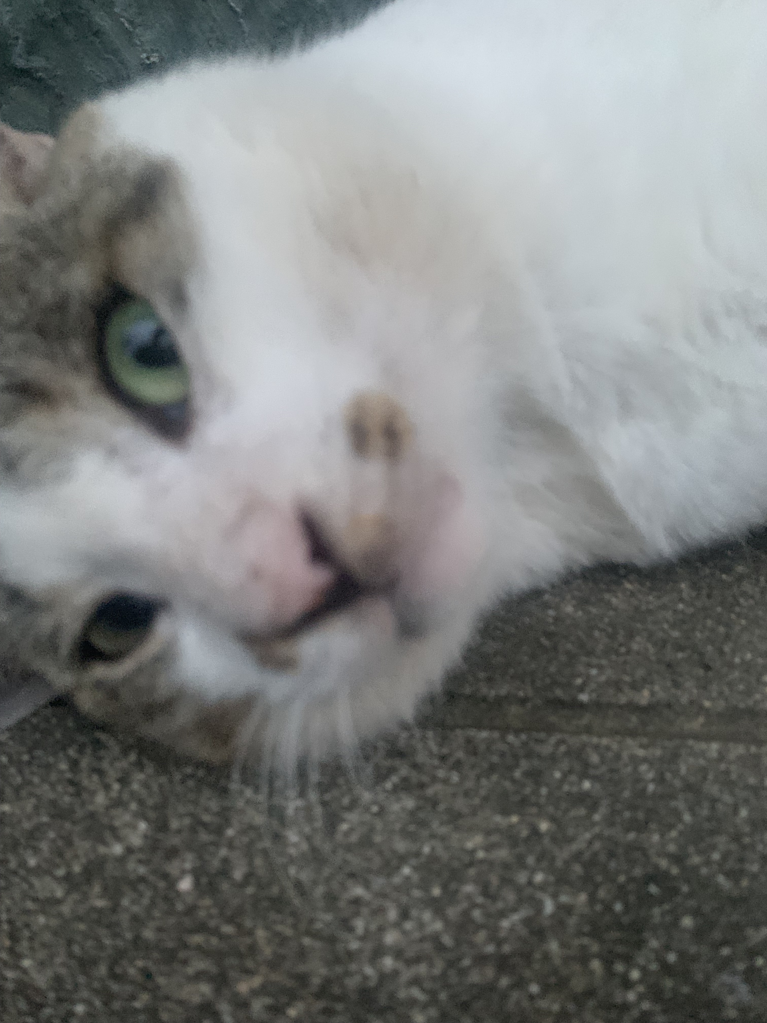 今月はコロナになり体調絶不調で終わりました(‐д`‐ll)ｵｪ
周りも、ネット関連の知り合いもコロナ陽性の方がとても多いです

手洗いうがいしっかりしててあまり人と接していなかったのですがうつったので
マスク生活に早めに戻ろうと思います( 