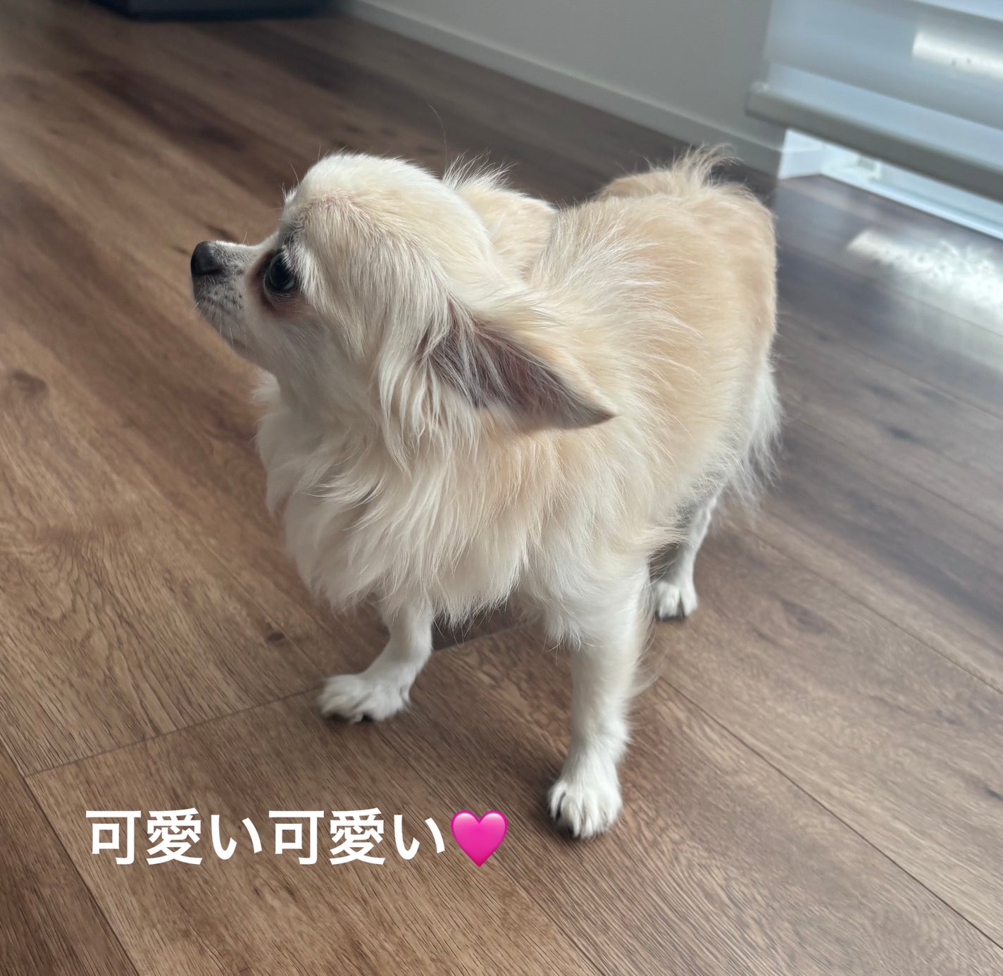 ぷぅぴぃ《紫コス部💜💗》 on LIPS 「コスメと関係なくて申し訳ないですが(。>人<)2025年10月..」(6枚目)