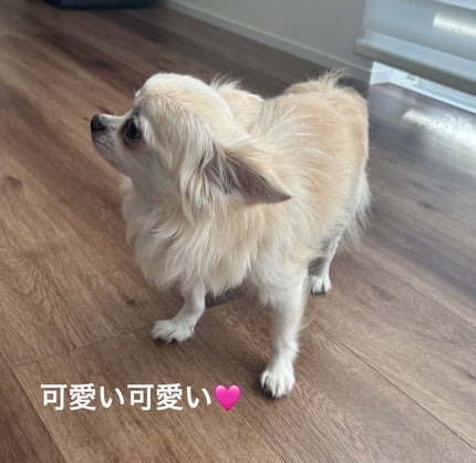 ぷぅぴぃ《紫コス部💜💗》 on LIPS 「コスメと関係なくて申し訳ないですが(。>人<)2025年10月..」(6枚目)