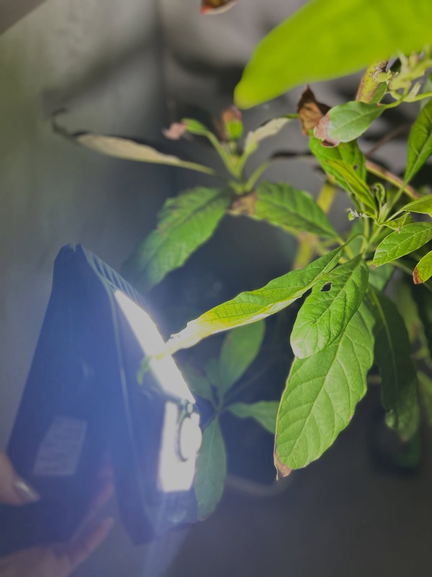 Pukeko𪜠on LIPS ãã¯ãªããã§æãã ãã®ã»ã³ãµãŒã©ã€ãç»å ŽãïŒãã¯ãªããUSBãâ¡..ãïŒ9æç®ïŒ