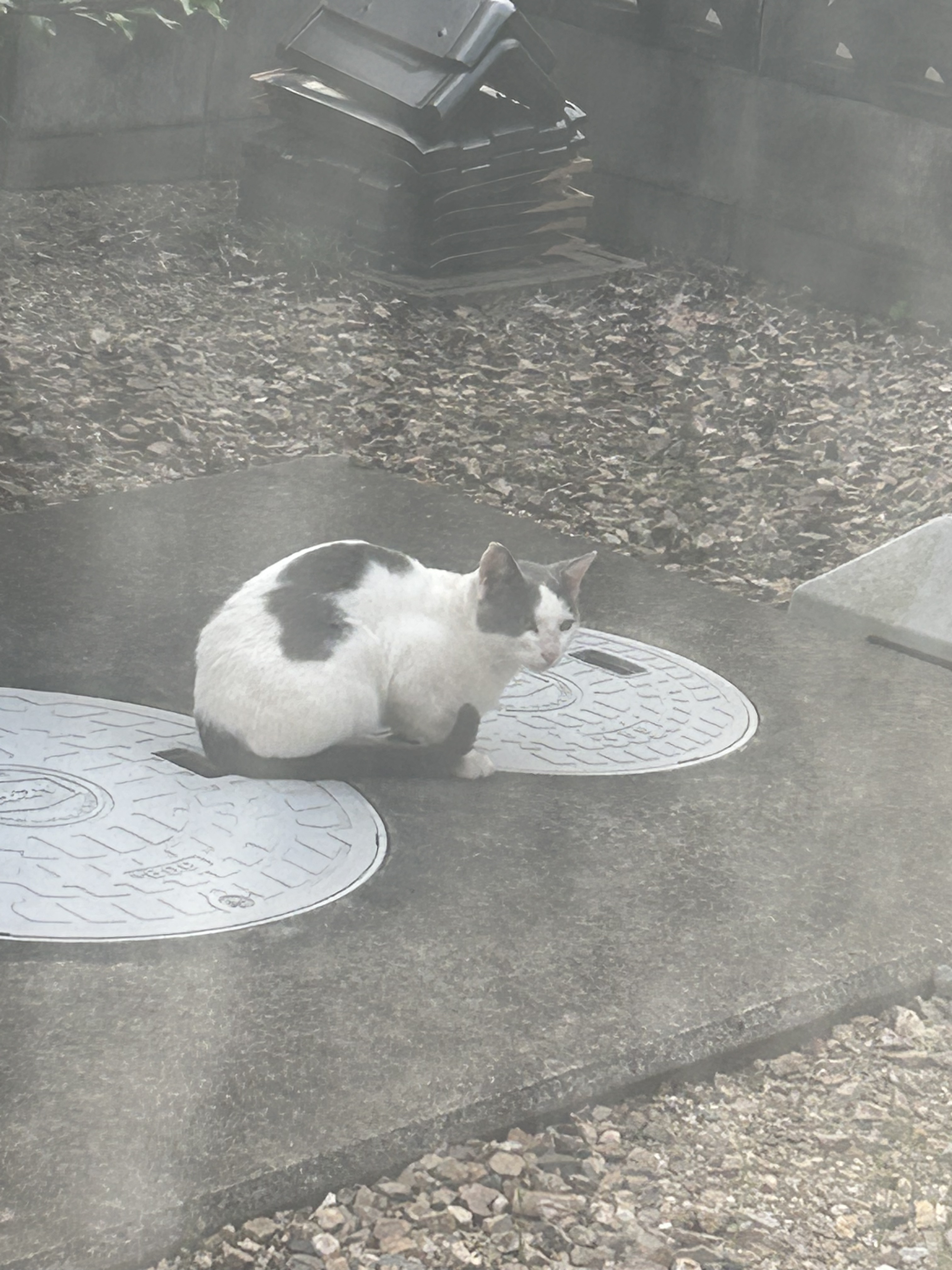 フローレススキン グロウライザー/DECORTÉ/化粧下地を使ったクチコミ（3枚目）