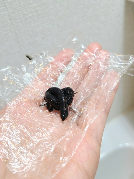 ウエラトーン エッセンスイン カラートリートメント アッシュブラック/ウエラ/ヘアカラーの画像