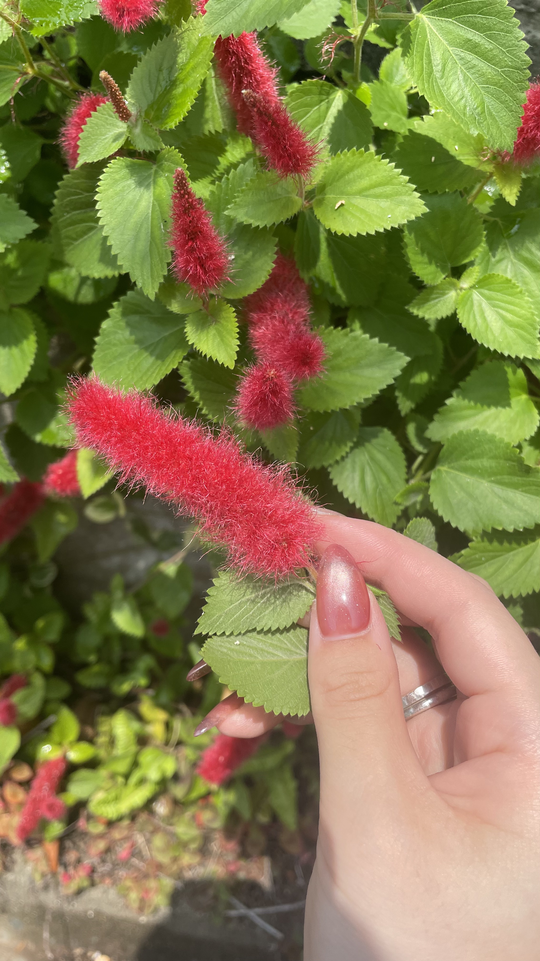 #ネイル,#ジェルネイル,#キラキラネイル,#簡単ネイル,#夏ネイル,#秋ネイル,#冬ネイル,#大人ネイル,#大人ネイル,#韓国ネイル,#フットネイル,#キャラネイル,#キャラクターネイルのネイルデザイン