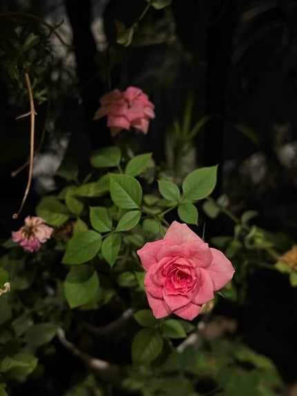 コーワ20%尿素配合クリーム(医薬品)/ケラチナミン/その他を使ったクチコミ(1枚目)