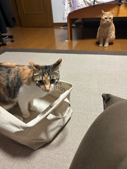 タシット/Aesop/香水(メンズ)を使ったクチコミ(4枚目)