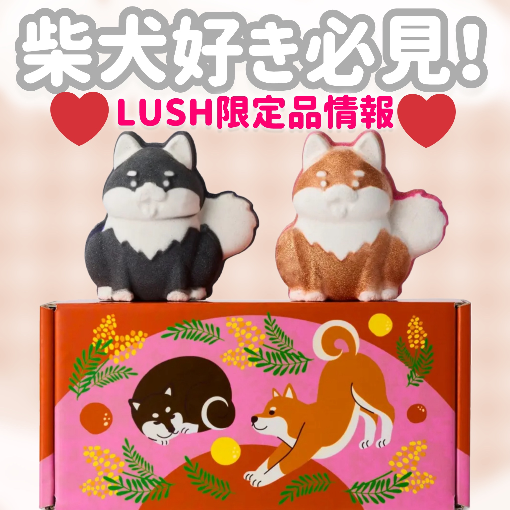 黒柴 ボム（バスボム）/ラッシュ/炭酸系入浴剤を使ったクチコミ（1枚目）