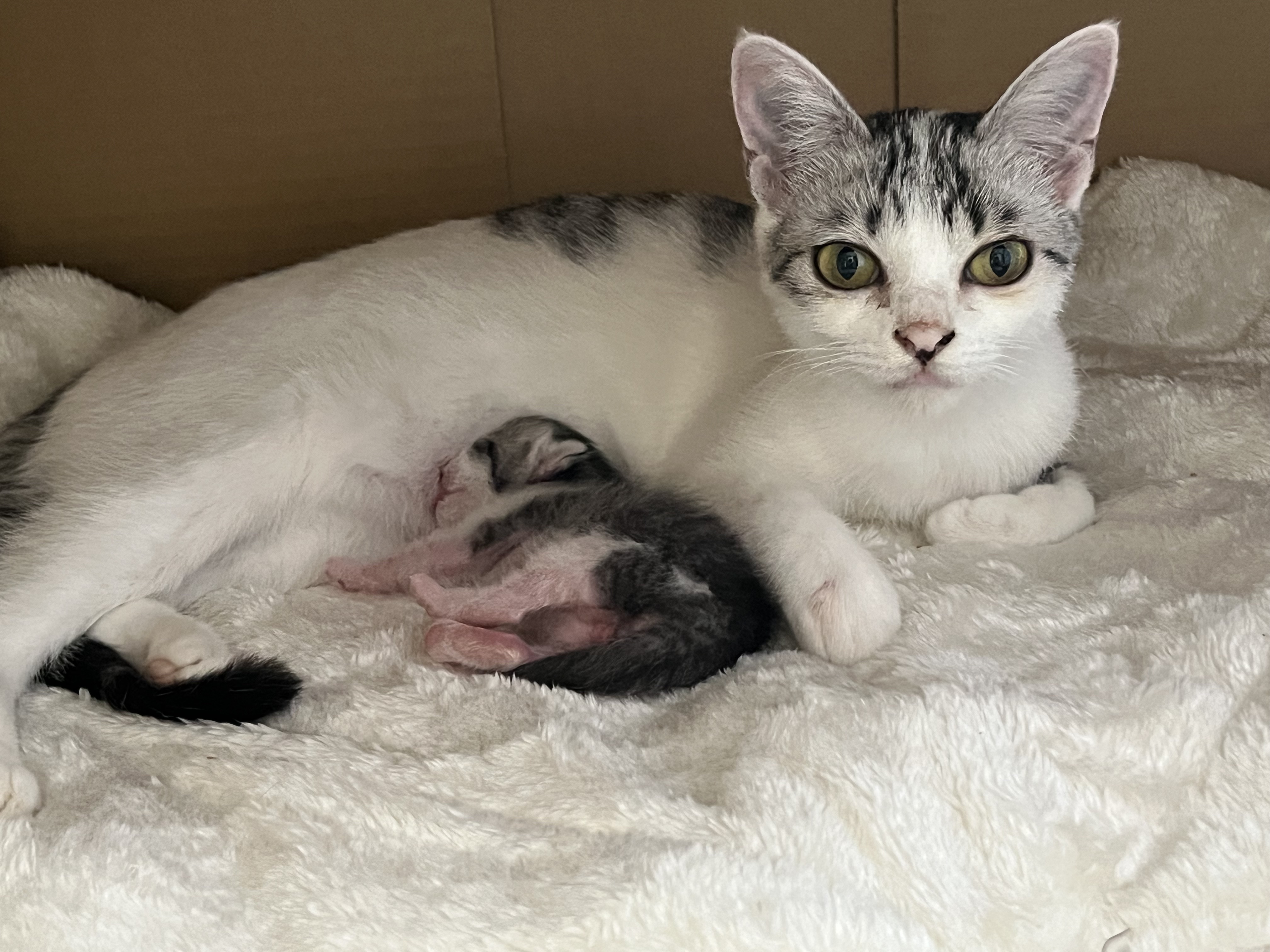 ゼン ウェア フルイド/DECORTÉ/リキッドファンデーションを使ったクチコミ（1枚目）