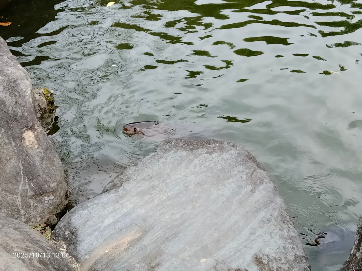 ♡kulu♡ on LIPS 「パート8 生活音なんか〜バズらない😭アイコン変えたよ!実写版か..」(2枚目)