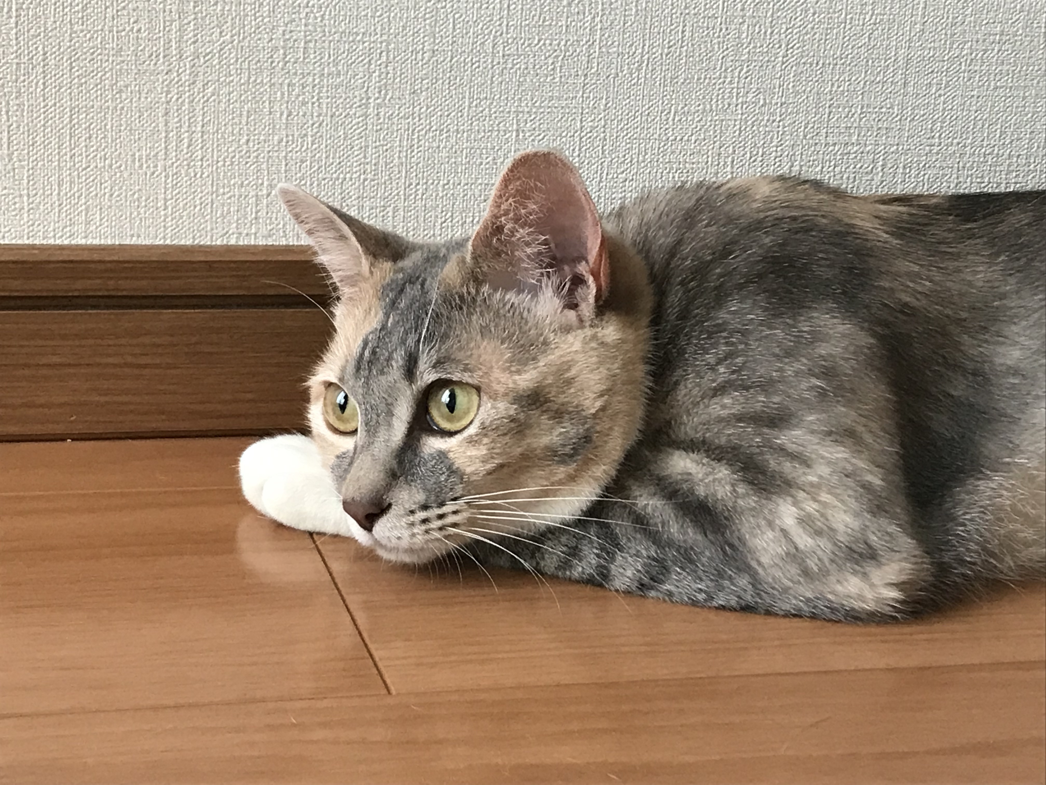 ゼン ウェア フルイド/DECORTÉ/リキッドファンデーションを使ったクチコミ（2枚目）