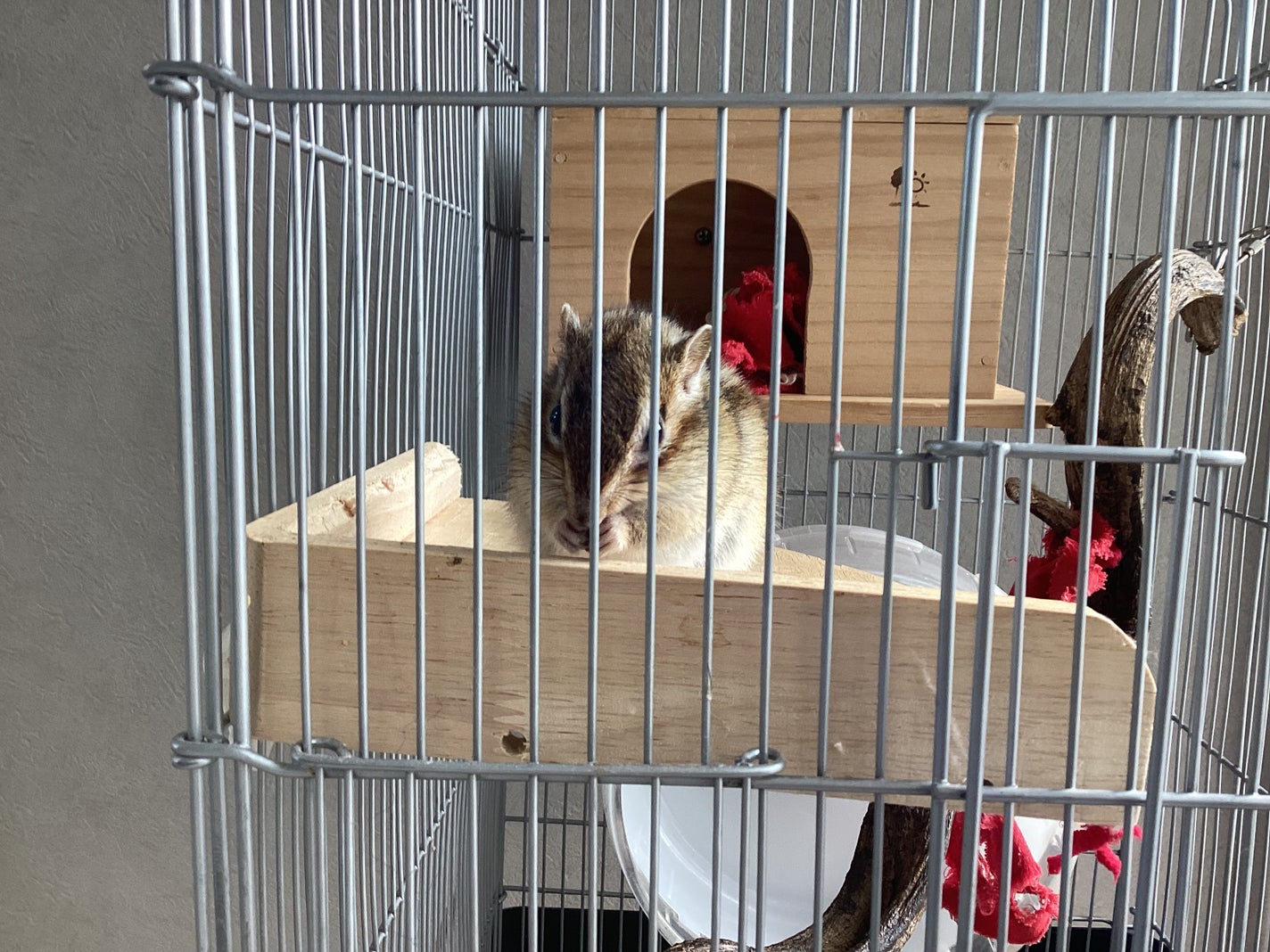 ナナスケ! on LIPS 「うちのリスが可愛すぎる💕🐿️ちなみに1〜3枚目がオス!4〜5枚..」(6枚目)