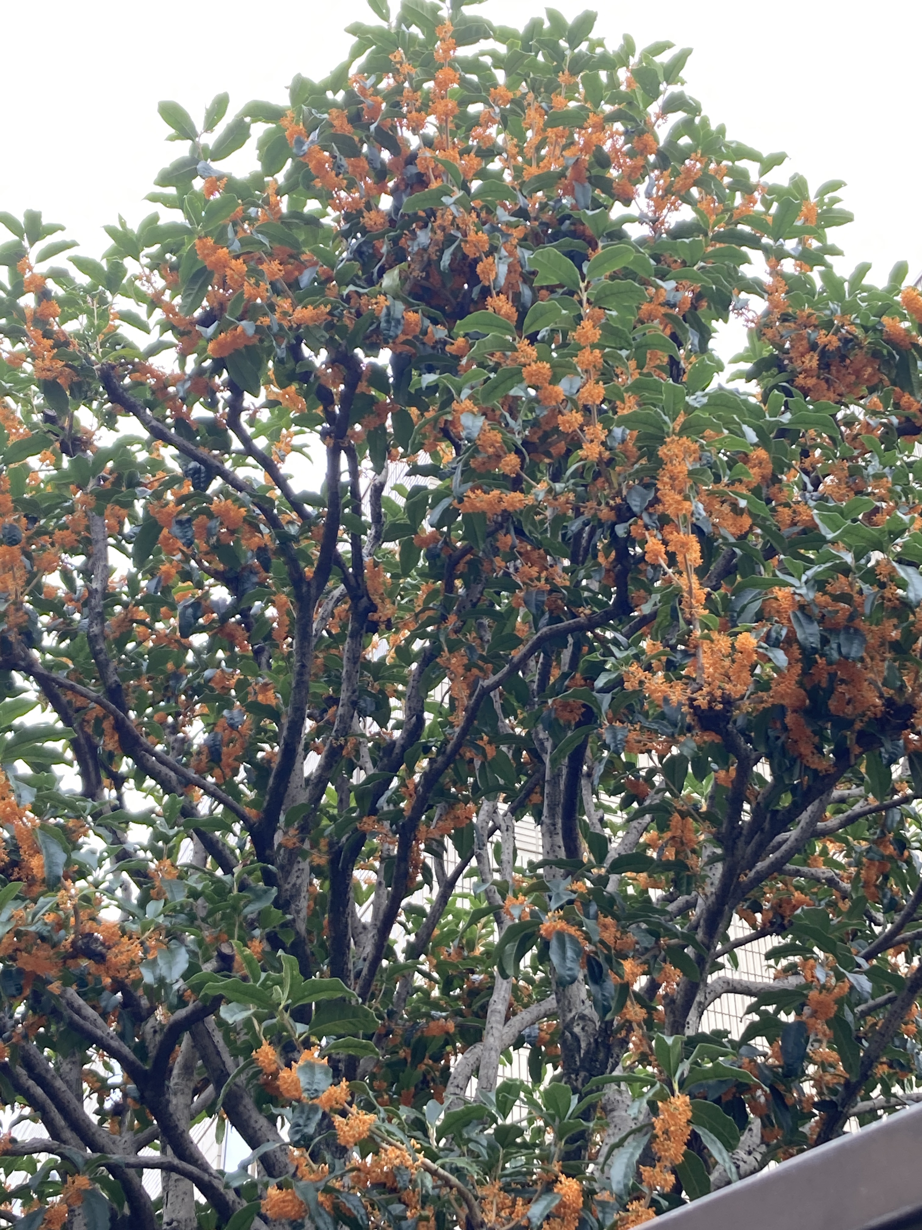 キンモクセイの季節ですね♡
良い香り😊

今日は恵比寿まで出掛けて
行列のできるレストラン チャモロの
牛タンオムライスを食べてきました♪

ちょっと並ぶけどおすすめよ♡

空気が冷たくて乾燥するね😵

今夜もセラミドです🩵